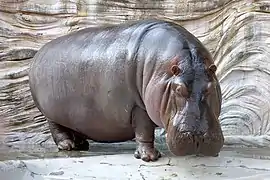 Hippopotamus amphibius