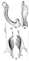 Figure 2. Median lobe and parameres of Platynectes brancuccii. (Drawing: Jaroslav Šťastný)