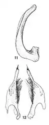 Figure 2. Median lobe and parameres of Platynectes larsoni. (Drawing: Jaroslav Šťastný)