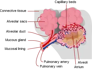 File:Pectoral girdle front diagram pt.svg - Wikimedia Commons