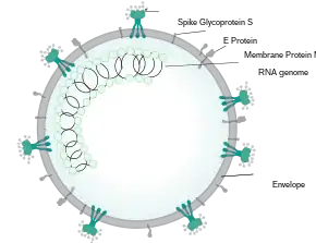 Figure of a spherical SARSr-CoV virion showing locations of structural proteins forming the viral envelope and the inner nucleocapsid