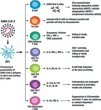 Key components of the adaptive immune response to SARS-CoV-2