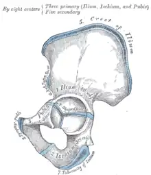 Iliac crest