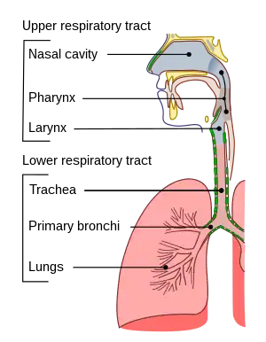 File:Pectoral girdle front diagram pt.svg - Wikimedia Commons