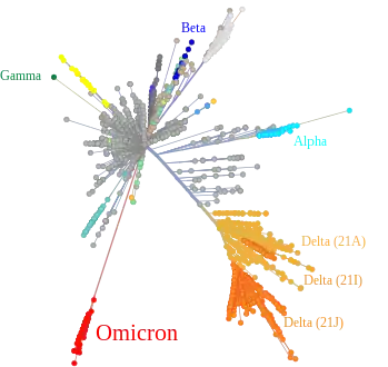 Omicron variant and other major or previous variants of concern of SARS-CoV-2 depicted in a tree scaled radially by genetic distance, derived from Nextstrain on 1 December 2021