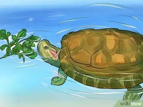 Cómo cuidar una tortuga de agua - 9 pasos