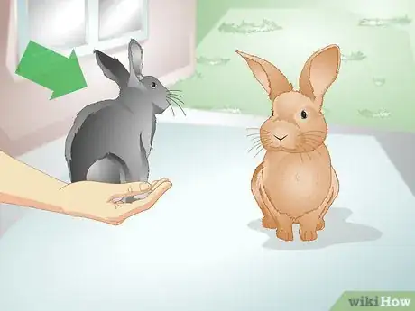 3 formas de hacer juguetes caseros para conejos - wikiHow