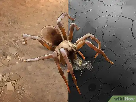 Image intitulée Identify a Wolf Spider Step 10