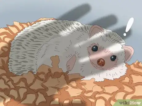 Image intitulée Tame a Hedgehog Step 8