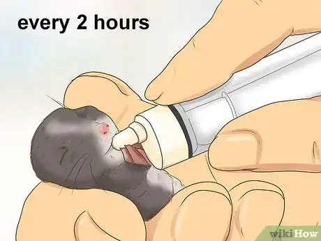 Image intitulée Care for a Baby Wild Mouse Step 5