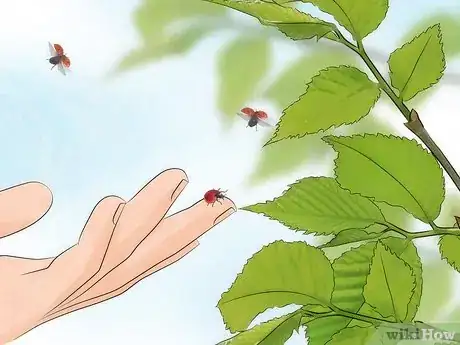 Image intitulée Take Care of Ladybugs Step 2