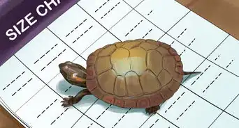 connaitre l'âge d'une tortue