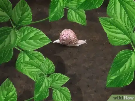 Image intitulée Care for Garden Snails Step 9
