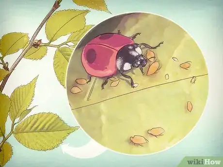 Image intitulée Take Care of a Ladybug Step 1