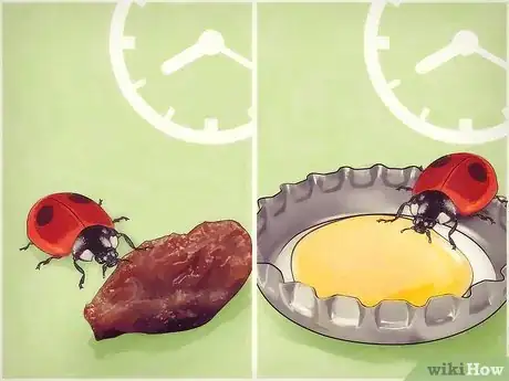 Image intitulée Take Care of a Ladybug Step 7