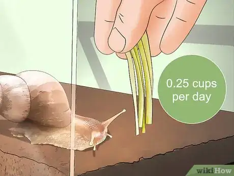 Image intitulée Feed a Snail Step 3