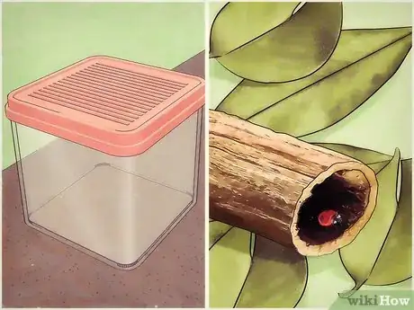 Image intitulée Take Care of a Ladybug Step 3