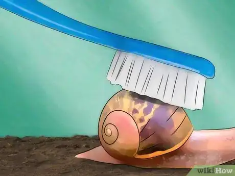 Image intitulée Care for Garden Snails Step 15