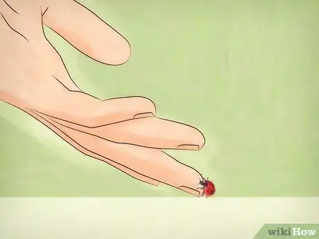 Image intitulée Take Care of a Ladybug Step 8