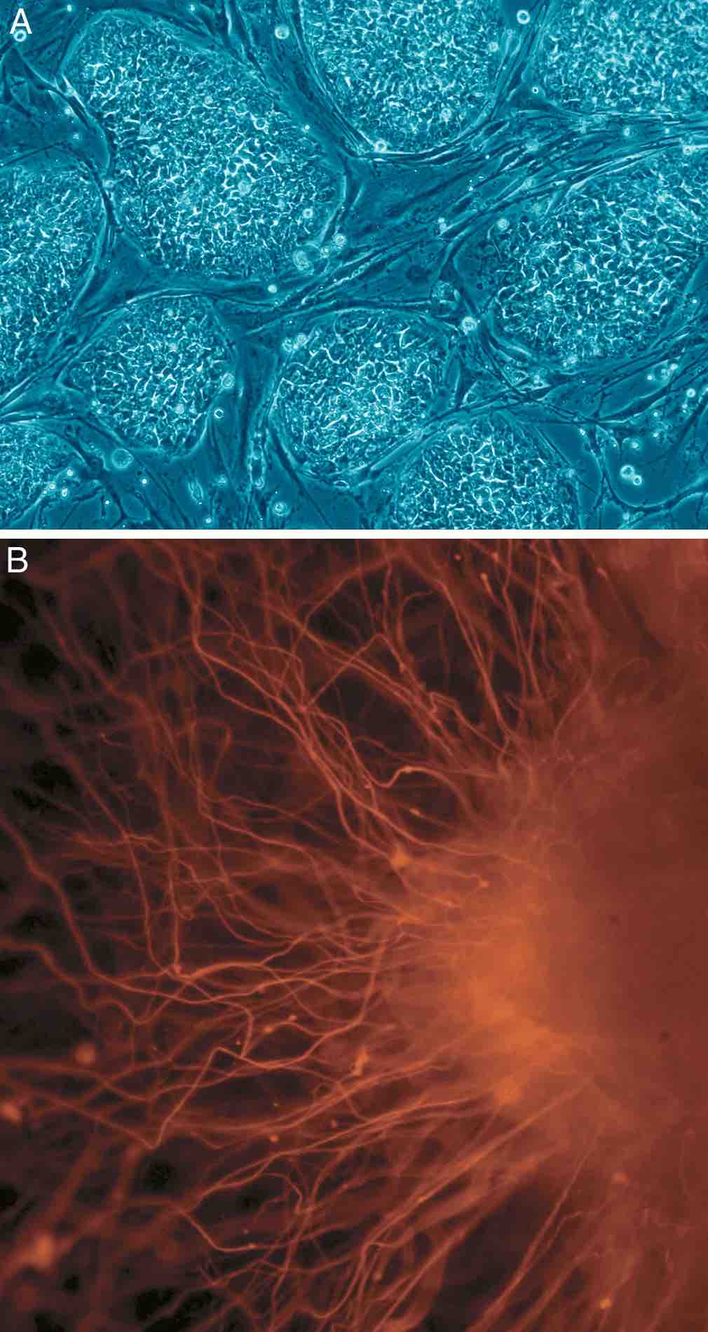 Human Embryonic Stem Cells