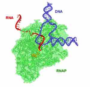 Diagram of Transcription