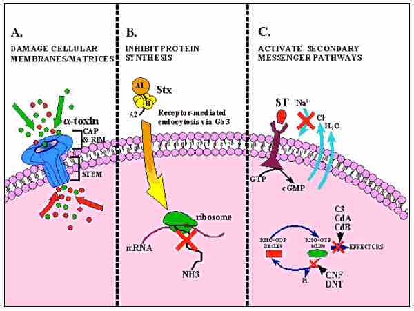 Bacterial Toxin Mechanism of Action