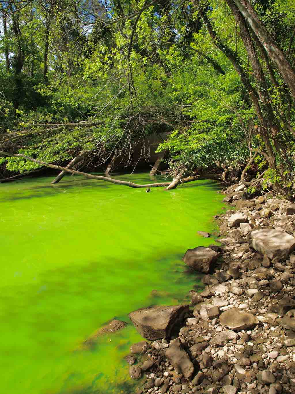 Hypertrophication on the Potomac River