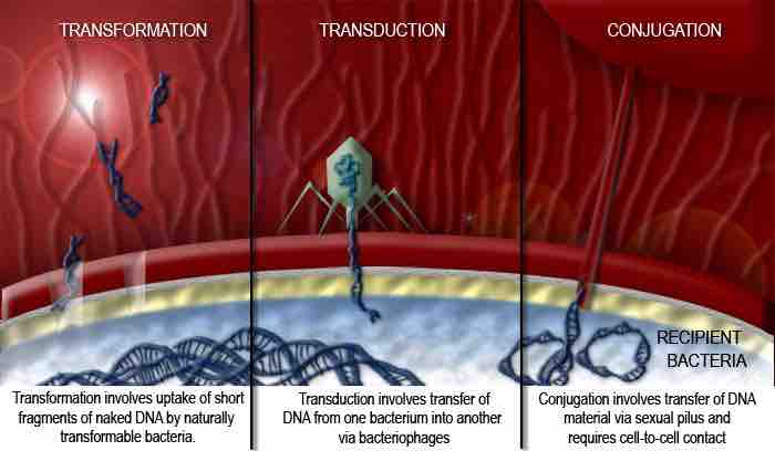 Horizontal Gene Transfer