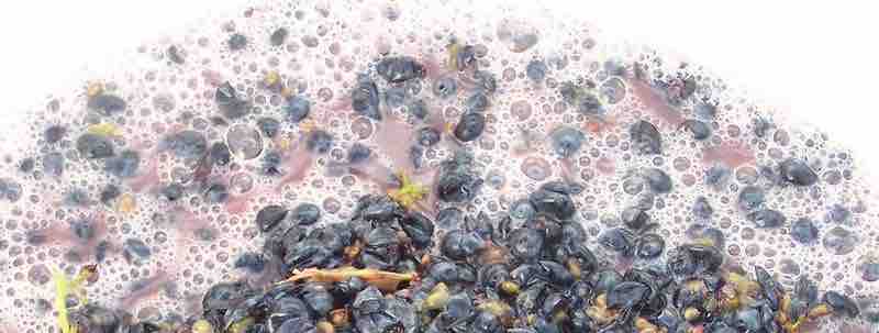 Fermentation in grapes