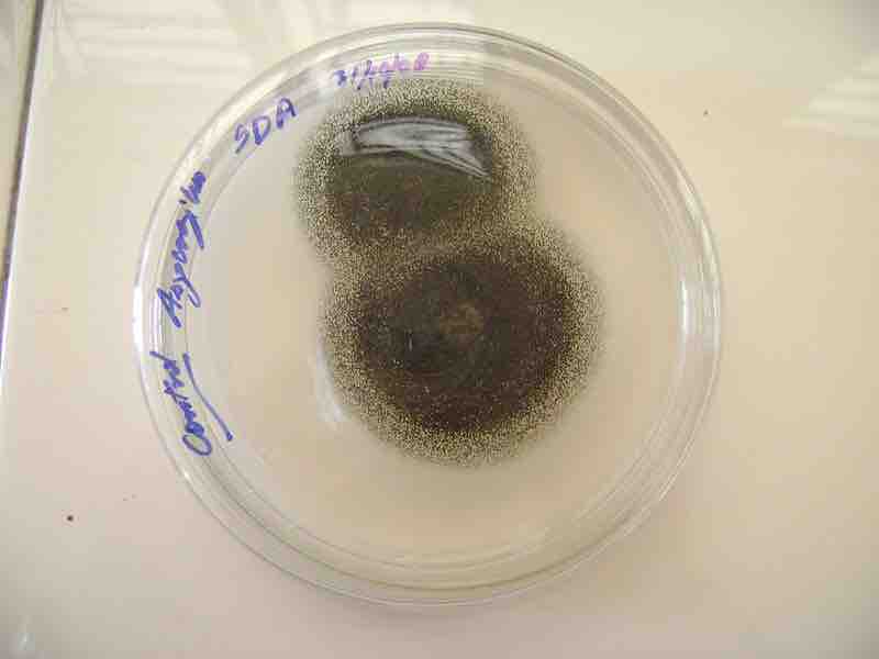 Colonies of Aspergillus niger