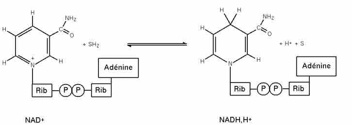 Redox Potential