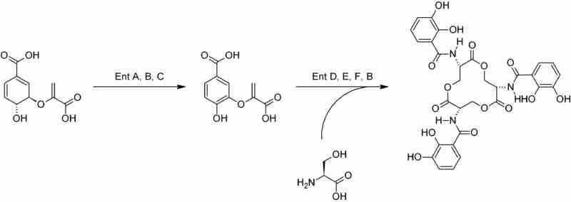 Synthesis of enterobactin