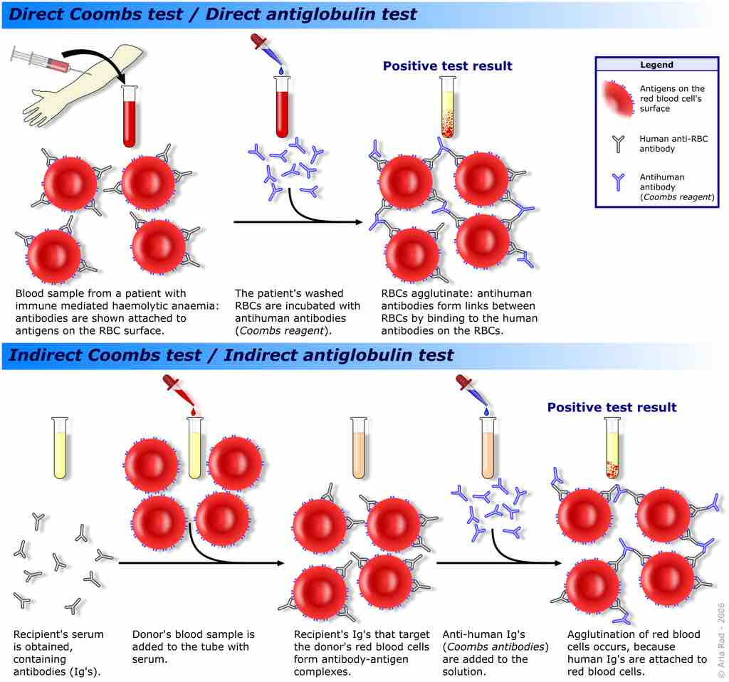 Hemagglutination assay