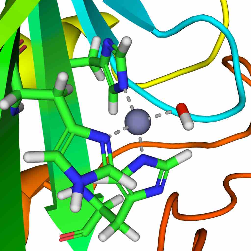 Carbonic anhydrase active site