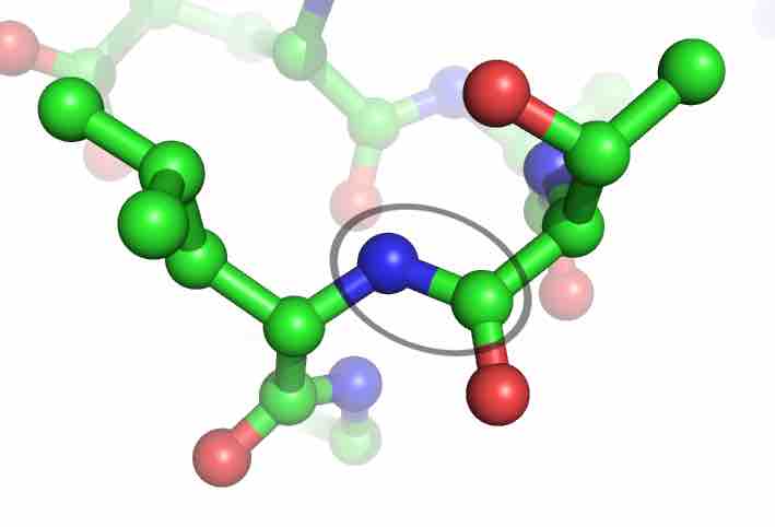 The Peptide Bond