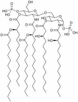 Chemical structure of lipid A as found in E. coli