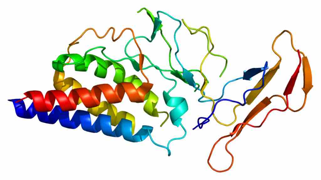 CD25 is a component of the IL2 receptor