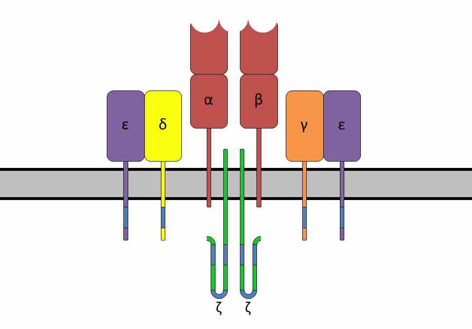 T cell receptor