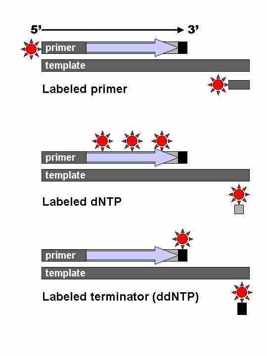 Sanger sequencing