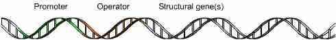 Operon