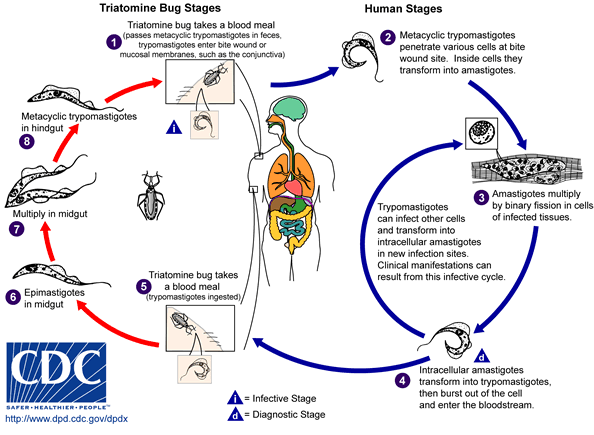 Lifecycle of Trypanasoma cruzi