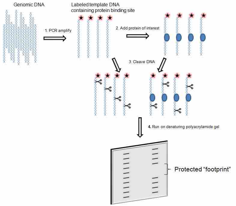 DNA footprinting