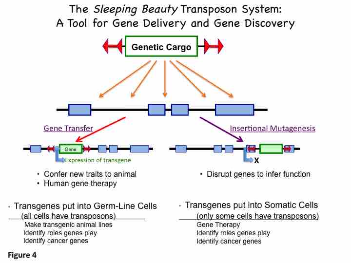 Transposon System