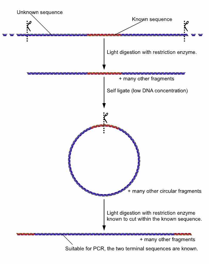 Inverse PCR