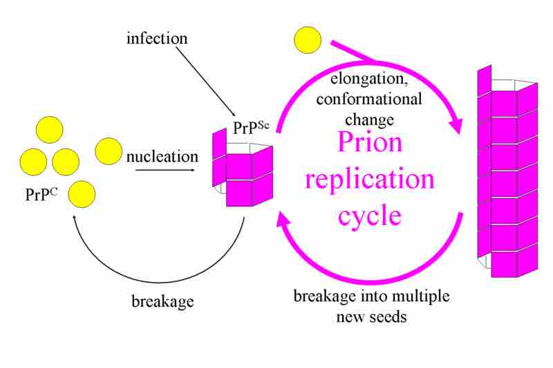 The Fibril Model