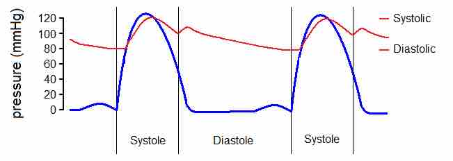 The Cardiac Cycle