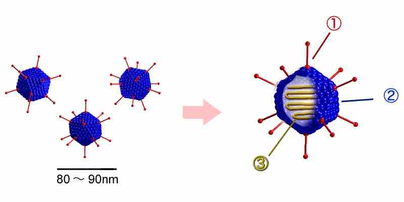 Adenovirus Structure