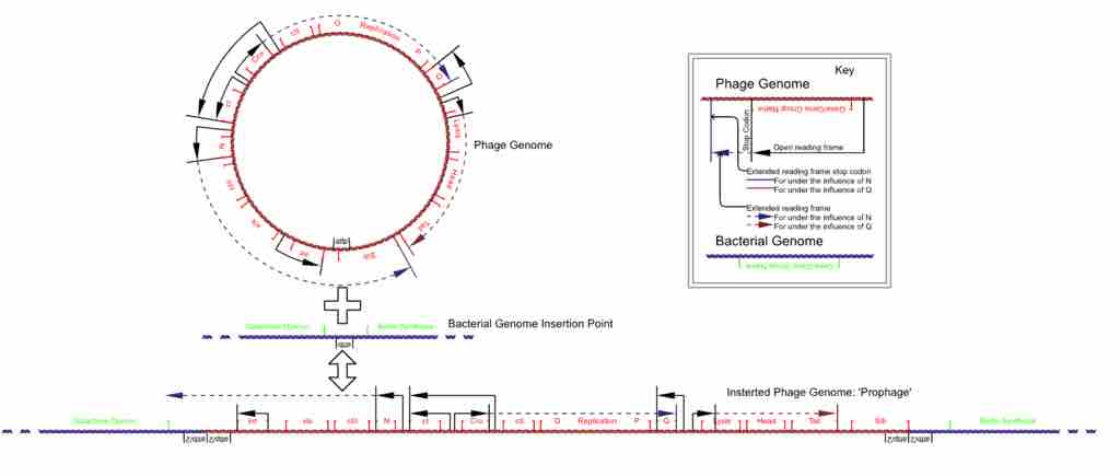 Insertion of the bacteriophage lambda