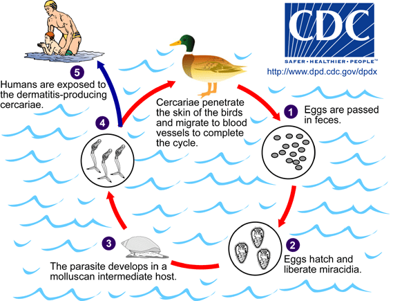 Life cycle of schistosomes