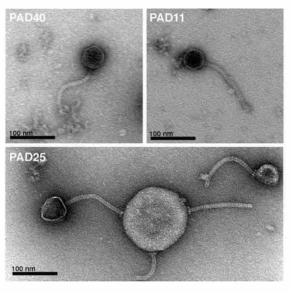 Siphovirus phages